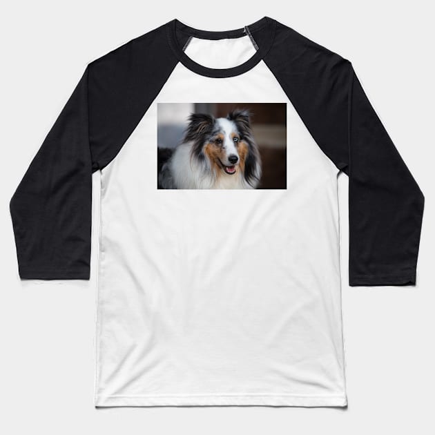 Sheltie Baseball T-Shirt by SMiddlebrook